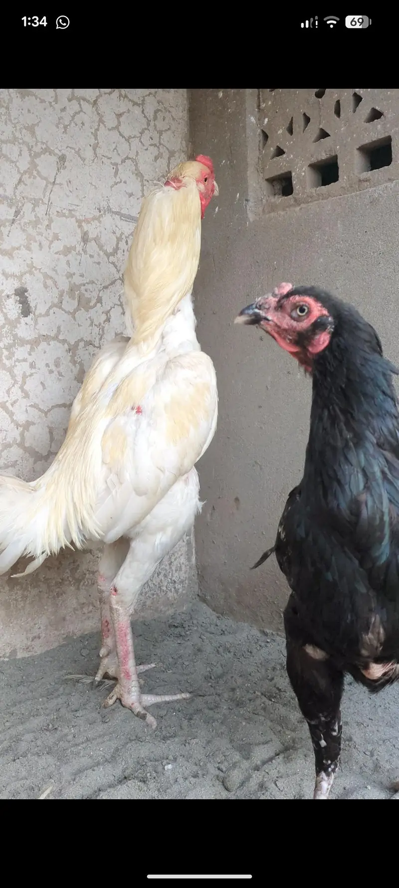 aseel chicks/shamo chicks/mianwali chicks/lasani chicks/veitnam chicks — photo 10