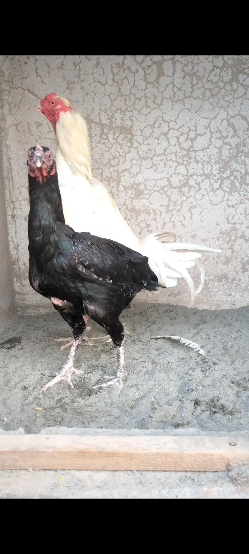 aseel chicks/shamo chicks/mianwali chicks/lasani chicks/veitnam chicks — photo 11