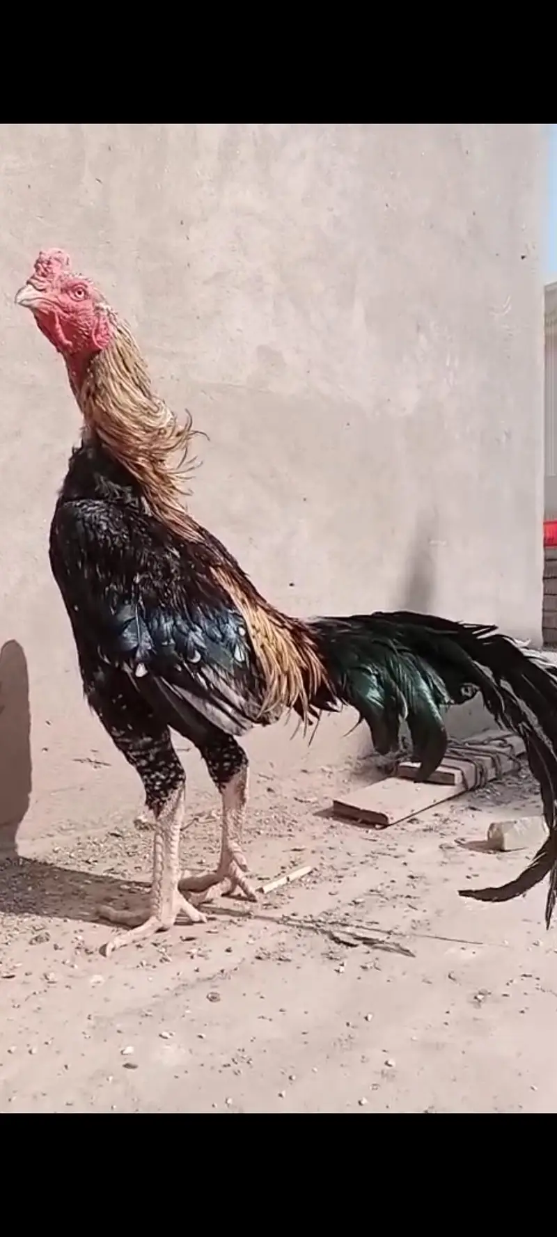 aseel chicks/shamo chicks/mianwali chicks/lasani chicks/veitnam chicks — photo 12