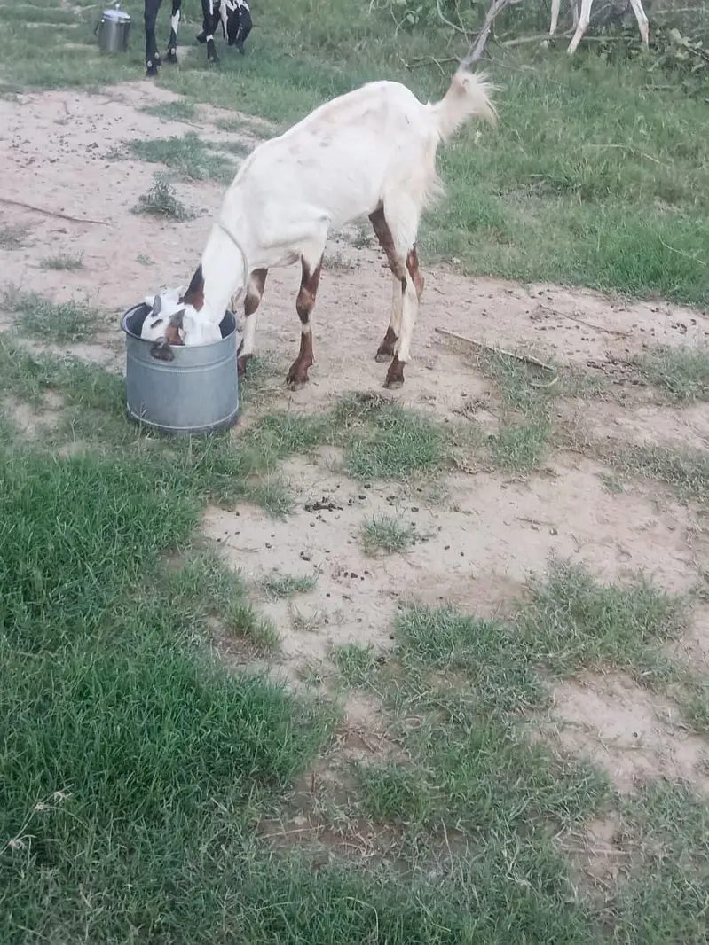 Healthy Gabhan Bakri + female Bachi Sath | Beetal Cross | for breading — photo 2