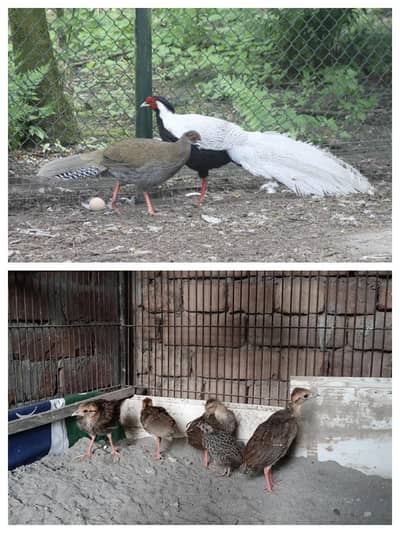 Chicks for sale