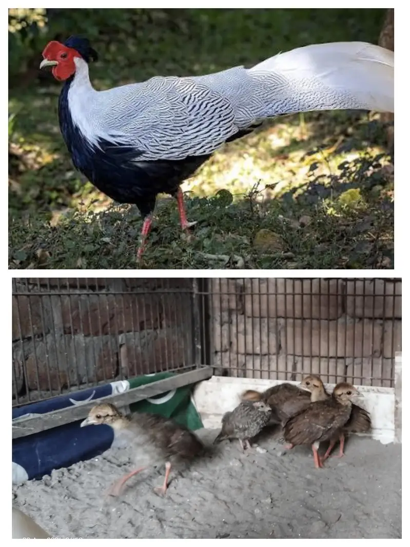 Chicks for sale — photo 2