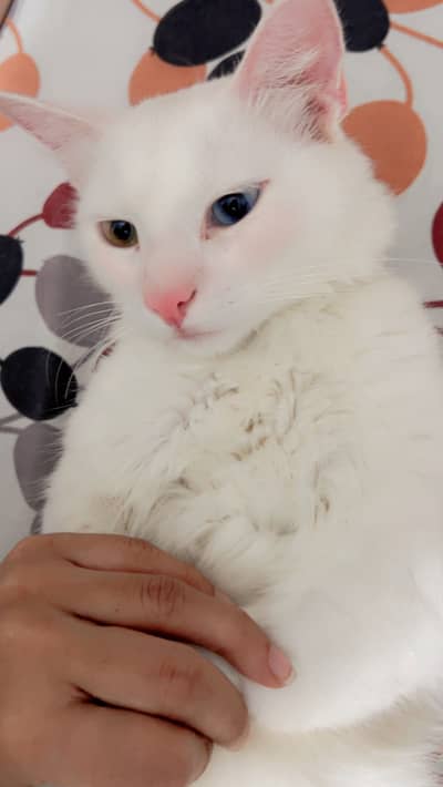 Turkish angora
