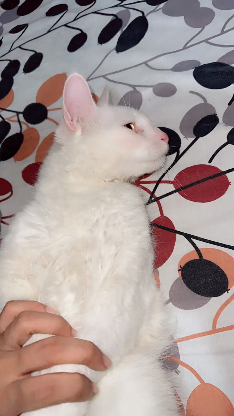 Turkish angora — photo 2