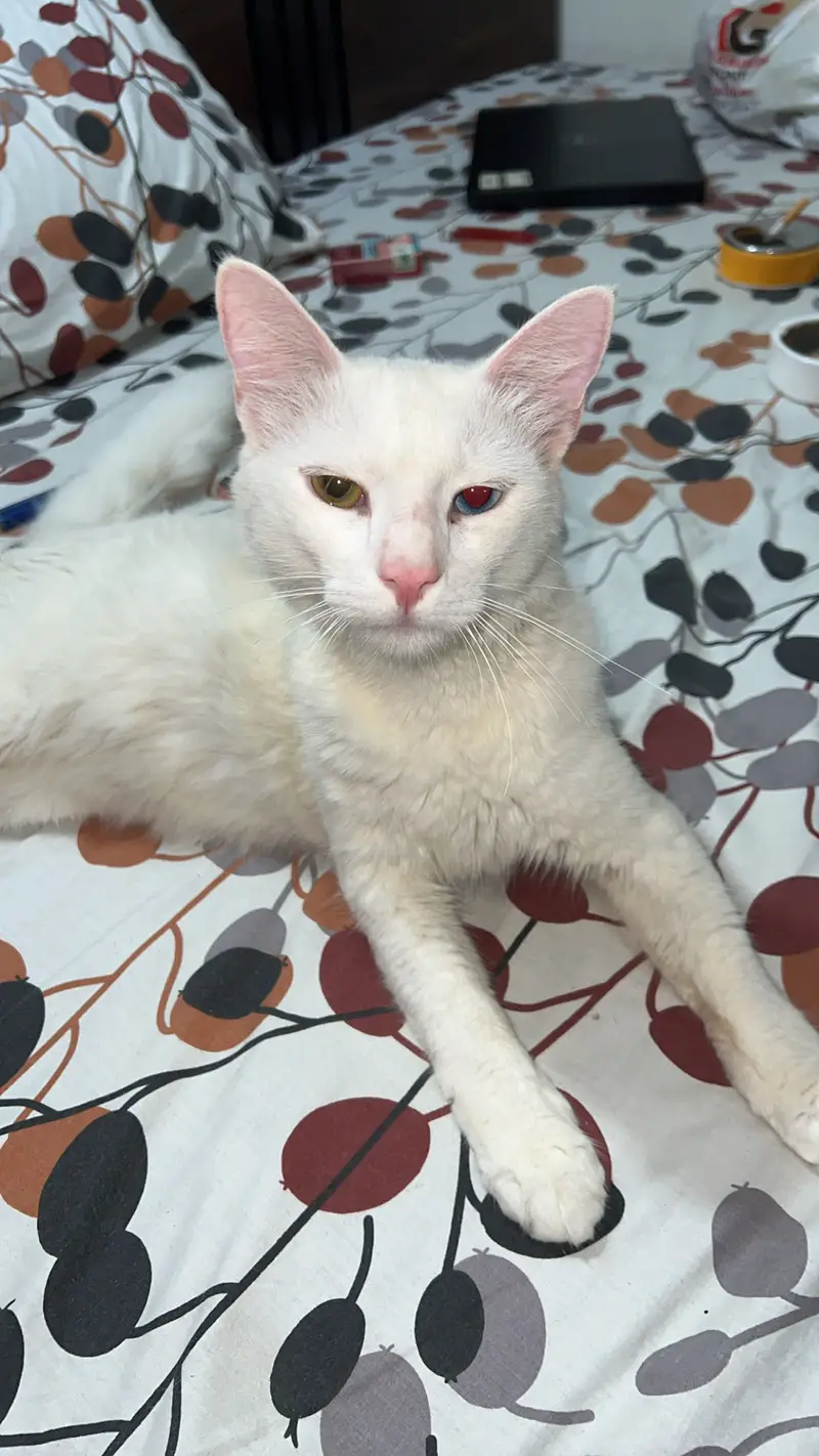 Turkish angora — photo 4