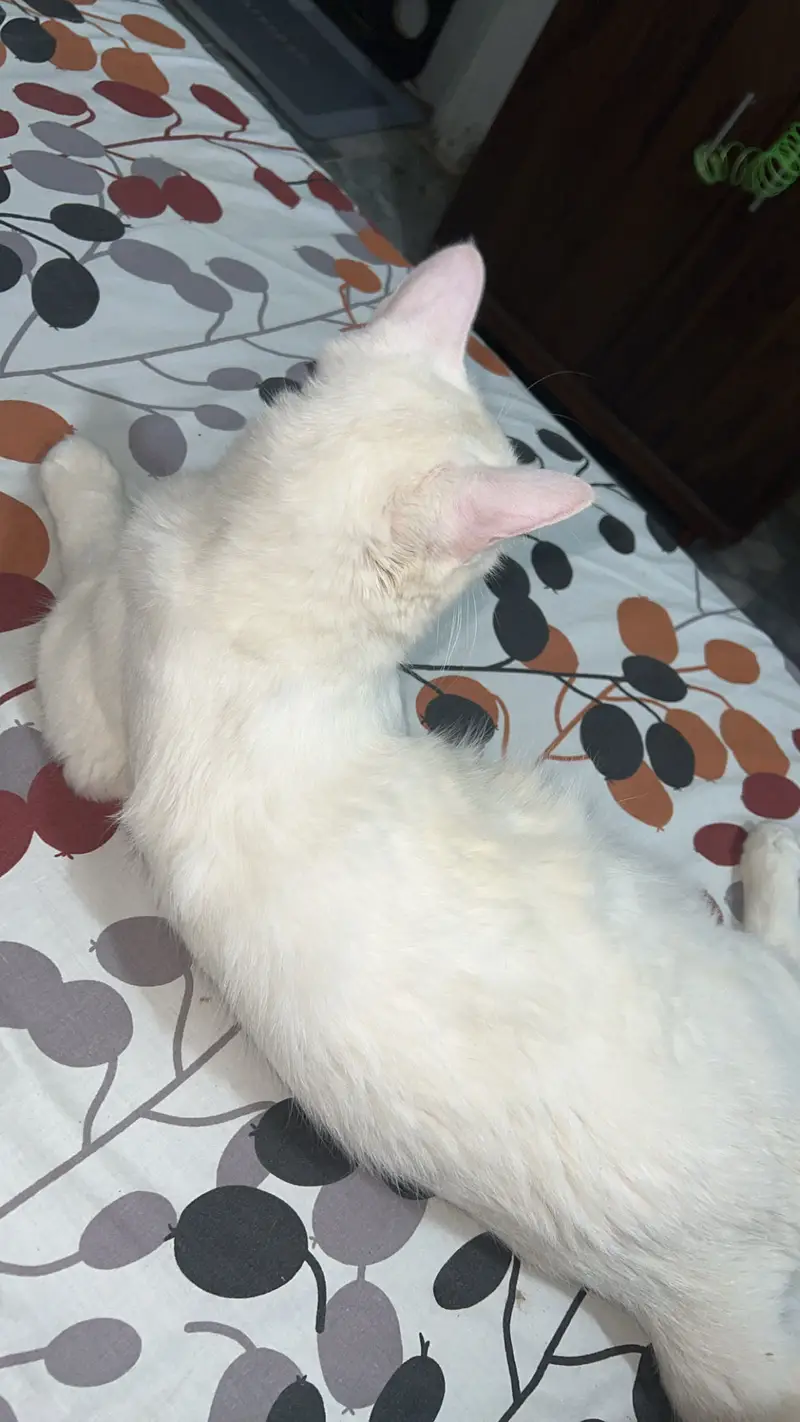 Turkish angora — photo 5