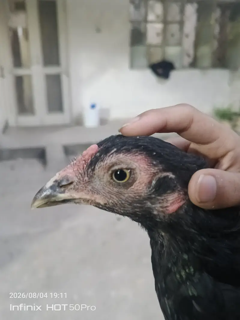 aseel murgi lasani — photo 2