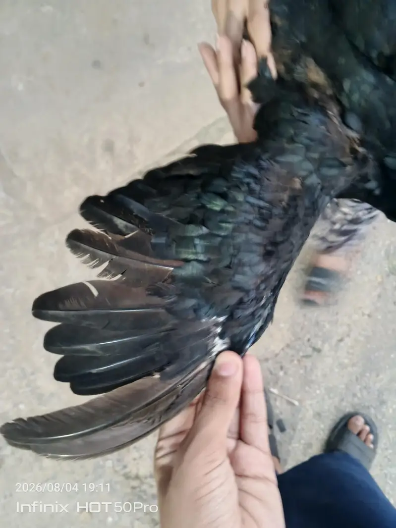 aseel murgi lasani — photo 3