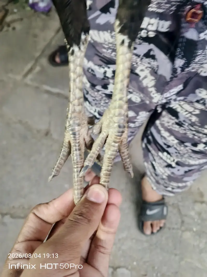 aseel murgi lasani — photo 5