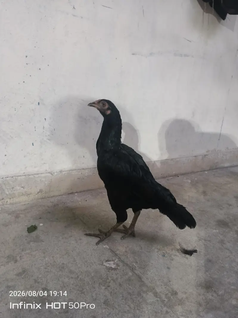 aseel murgi lasani — photo 6
