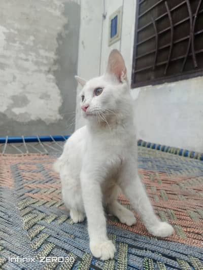 Cute Cross Persian Cat available for adoption