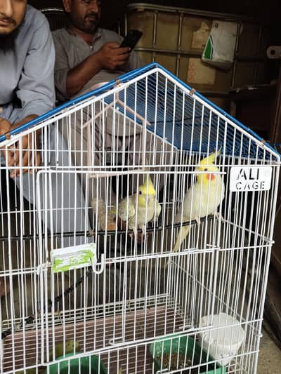 white Mal+female breader pair