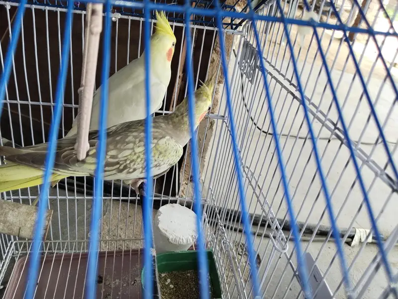 white Mal+female breader pair — photo 2