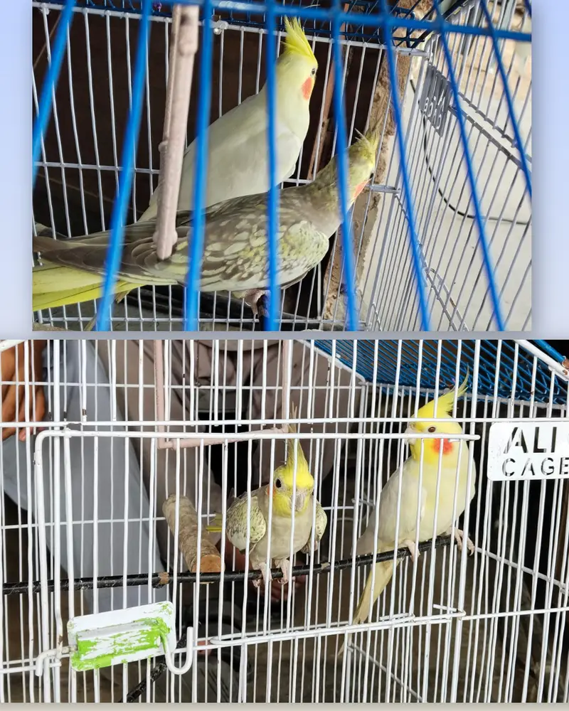 white Mal+female breader pair — photo 3