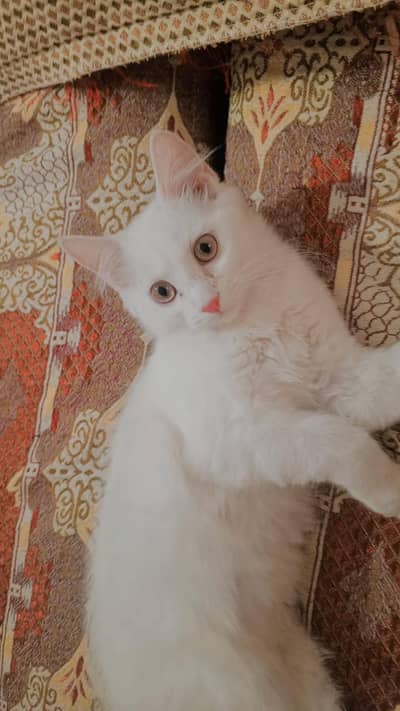 Persian kitten pair for sale