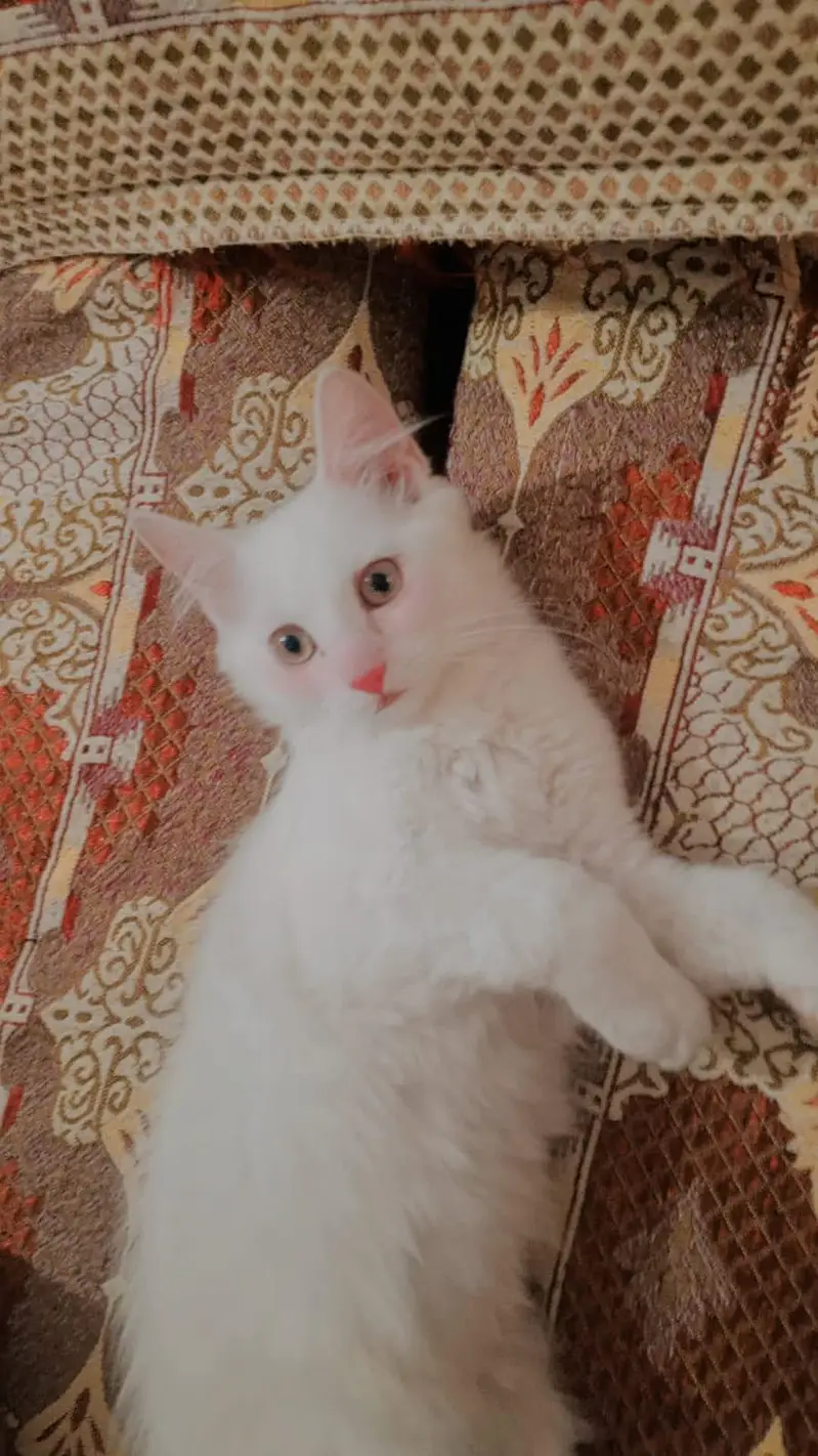 Persian kitten pair for sale — photo 2