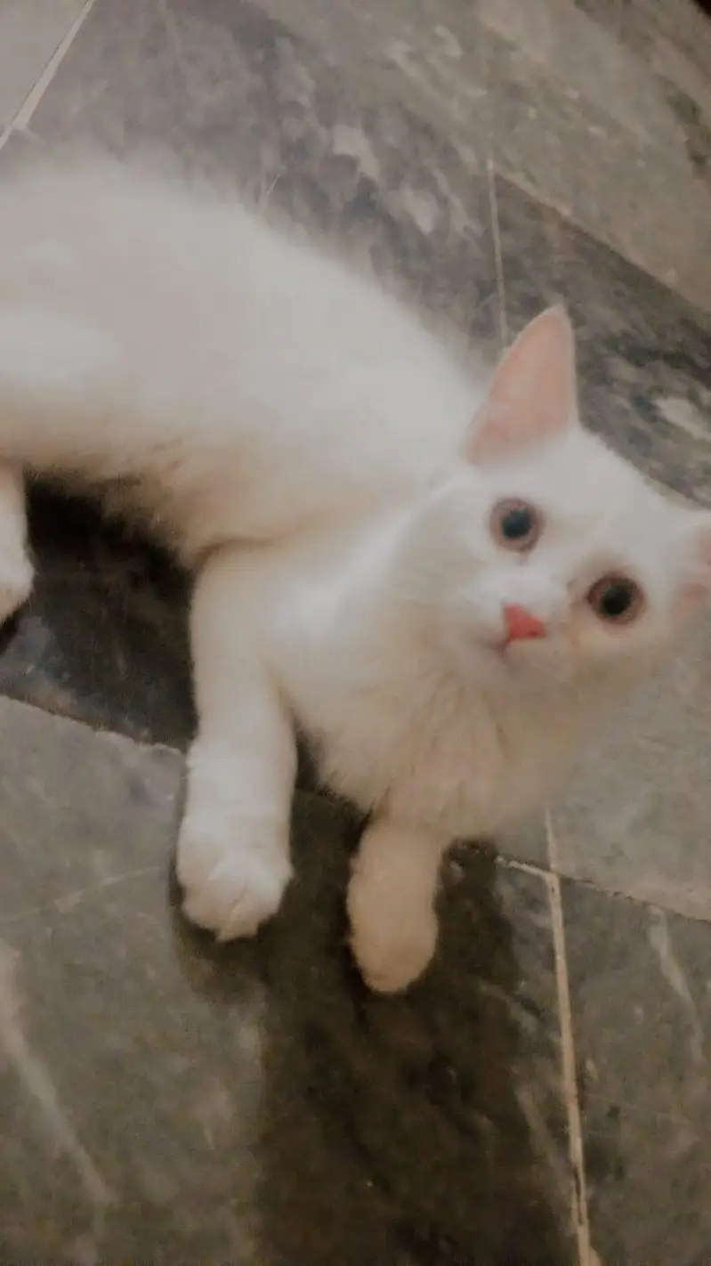 Persian kitten pair for sale — photo 3