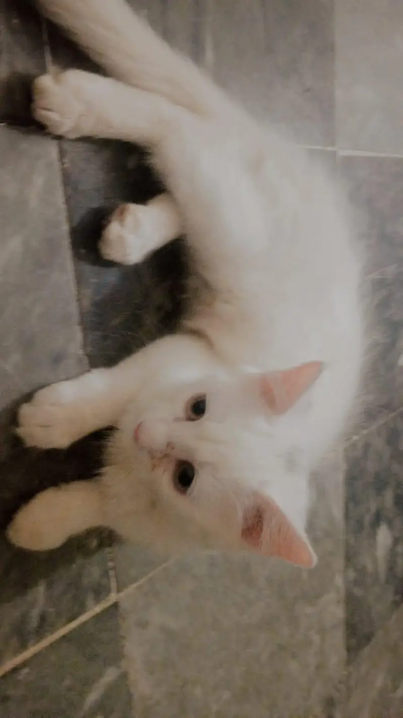 Persian kitten pair for sale — photo 4