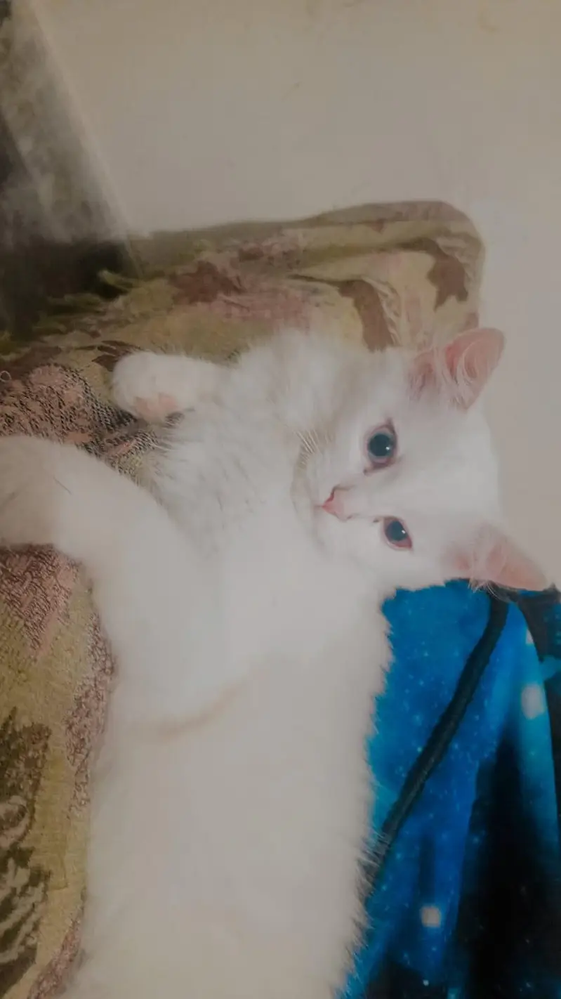 Persian kitten pair for sale — photo 5