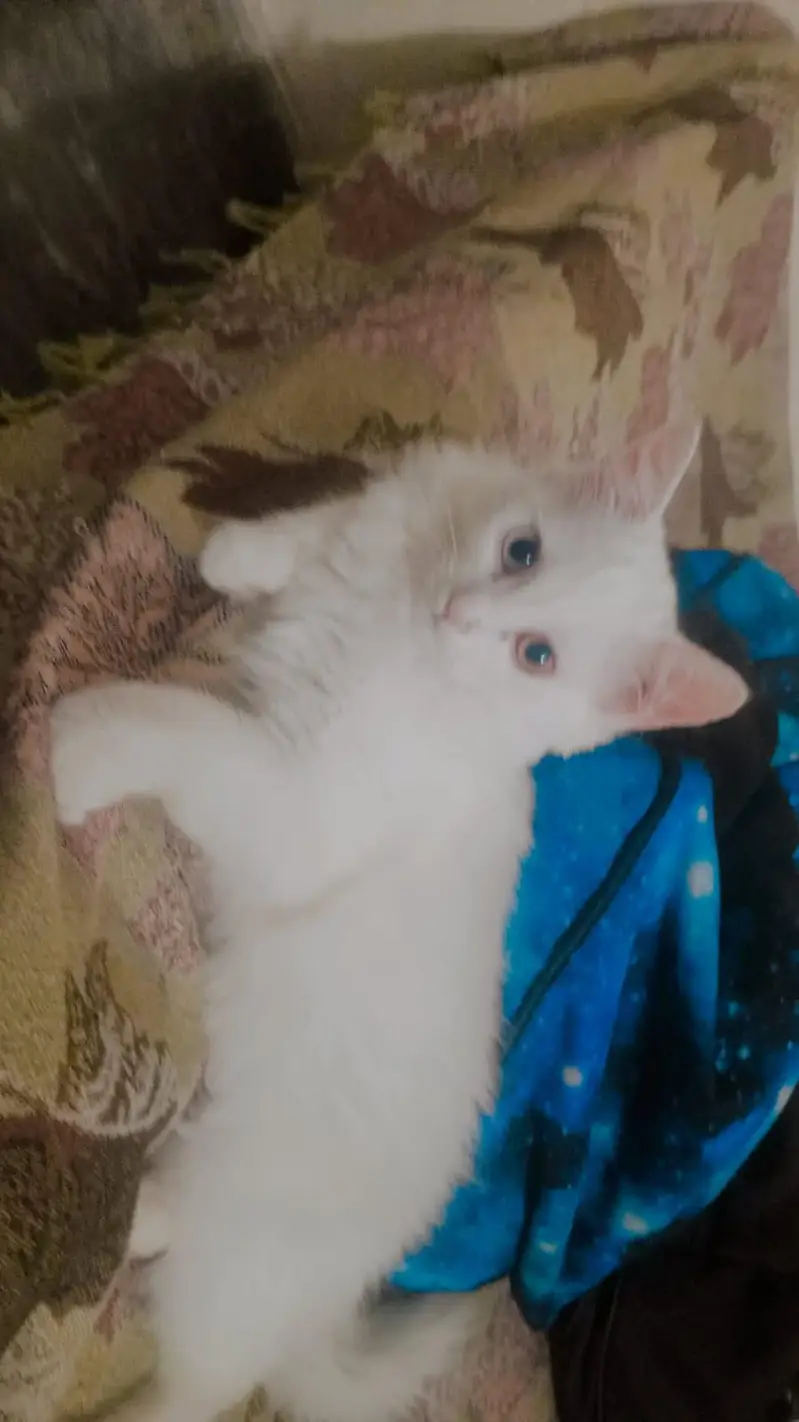 Persian kitten pair for sale — photo 6