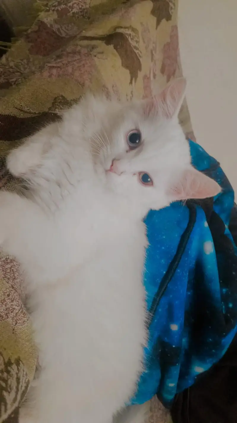 Persian kitten pair for sale — photo 7