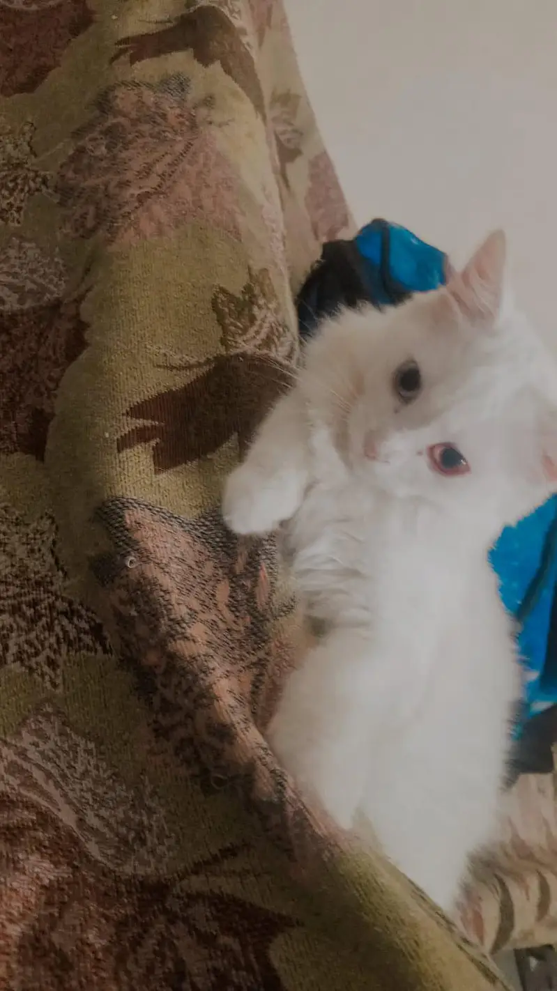 Persian kitten pair for sale — photo 8