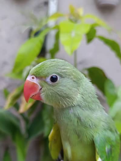 Ringneck chick full tame pH no (03330169474)