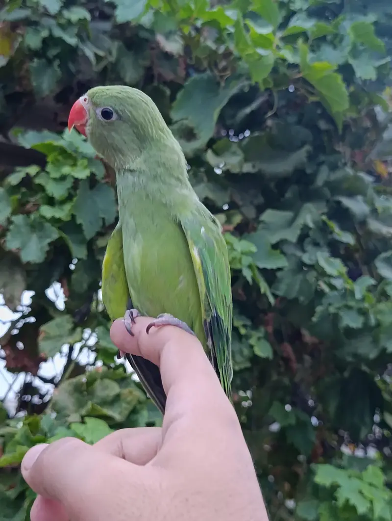 Ringneck chick full tame pH no (03330169474) — photo 2