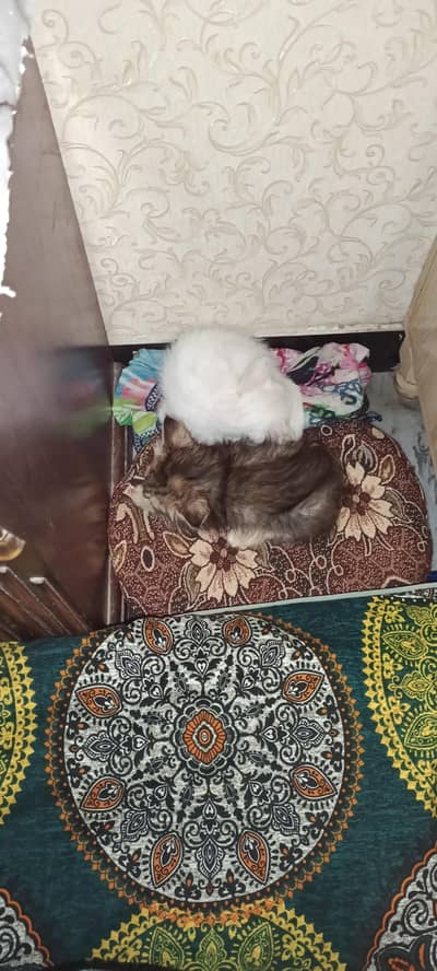 Persian kittens pair for sale price will be negotiable