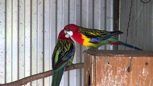 Golden mental Rosella pair