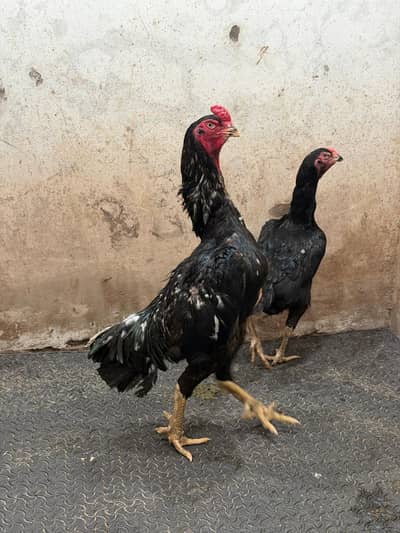 Pure Black German Shamo | Black Breeder|03282008111 |Asil Shamo| مرغ