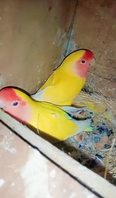 Love bird Breeder pair