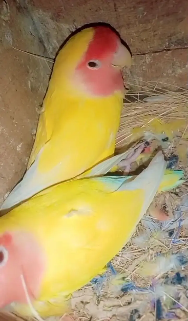 Love bird Breeder pair — photo 2