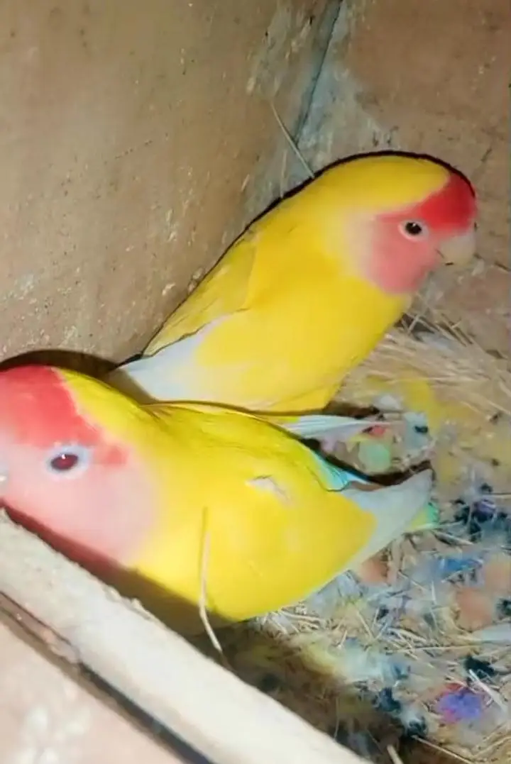 Love bird Breeder pair — photo 3