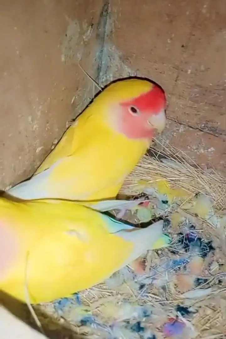 Love bird Breeder pair — photo 4