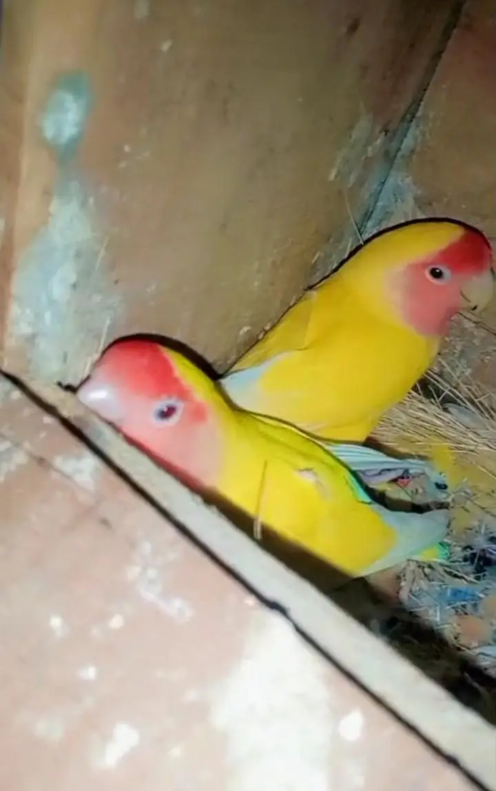 Love bird Breeder pair — photo 5