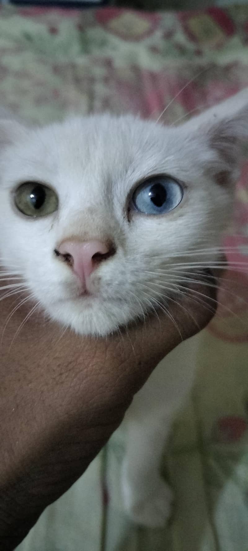 persian 0
