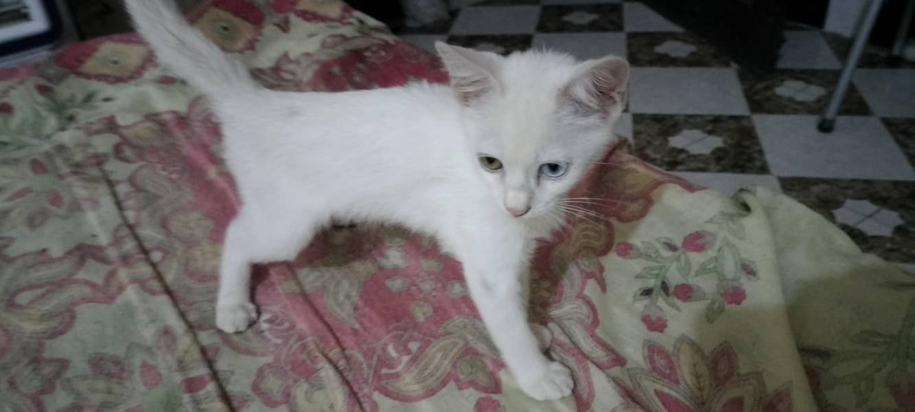 persian 1