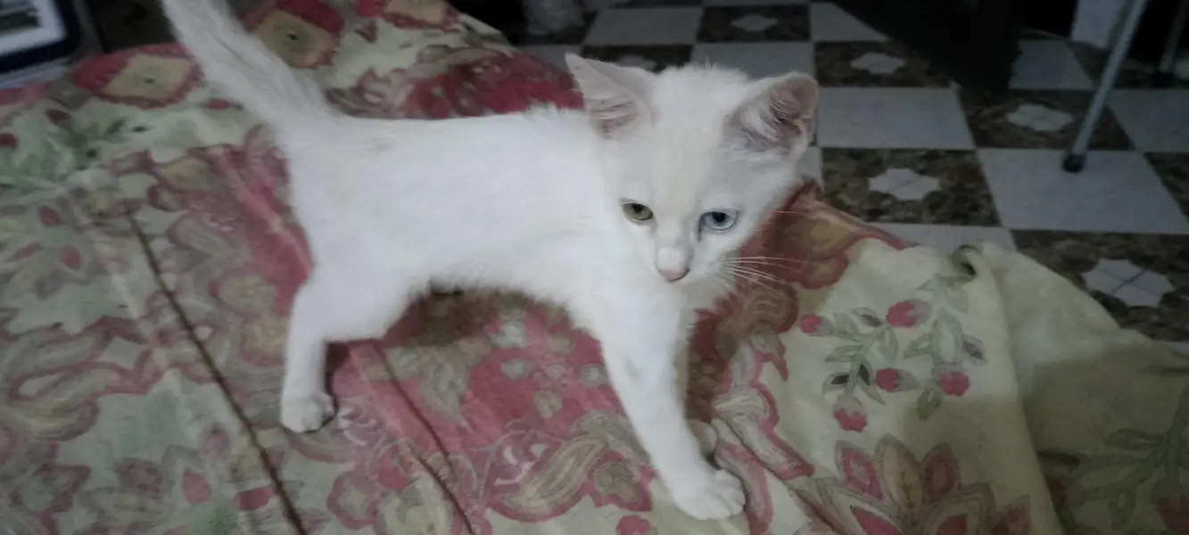persian — photo 2