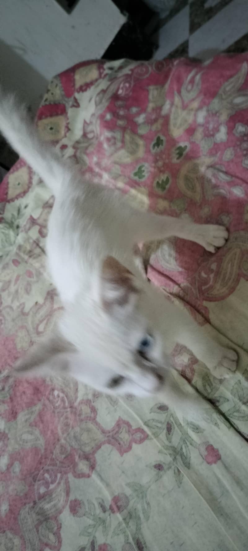persian 2