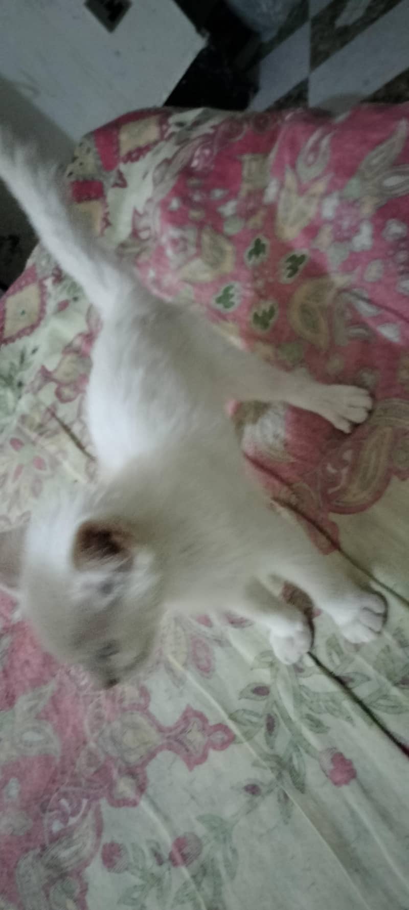 persian 3