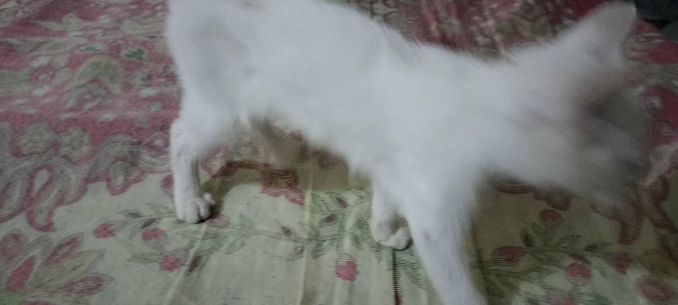 persian 4