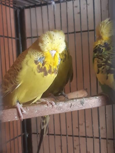 Exhibition Budgies, Budgies and Chicks for Sale