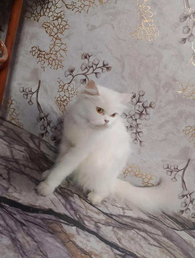 Pure Persian Punch Face Female Cat for Sale – Healthy & Fluffy — photo 2
