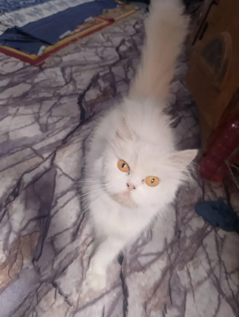 Pure Persian Punch Face Female Cat for Sale – Healthy & Fluffy — photo 3