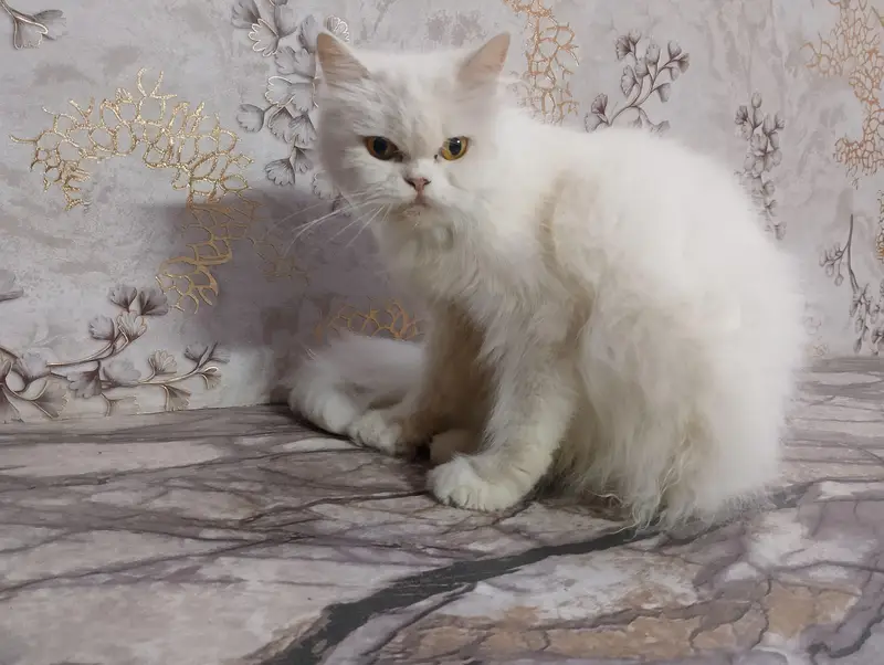 Pure Persian Punch Face Female Cat for Sale – Healthy & Fluffy — photo 4