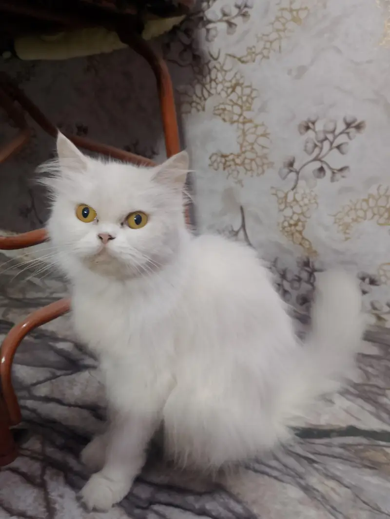 Pure Persian Punch Face Female Cat for Sale – Healthy & Fluffy — photo 5
