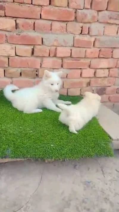 Russian Male aur female Russian puppies dog for sale