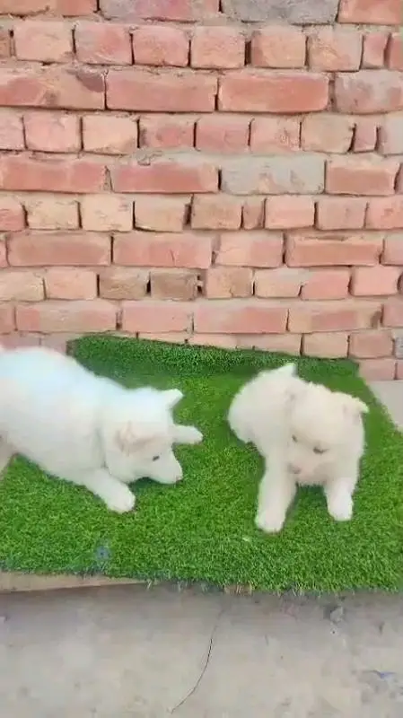 Russian Male aur female Russian puppies dog for sale — photo 2