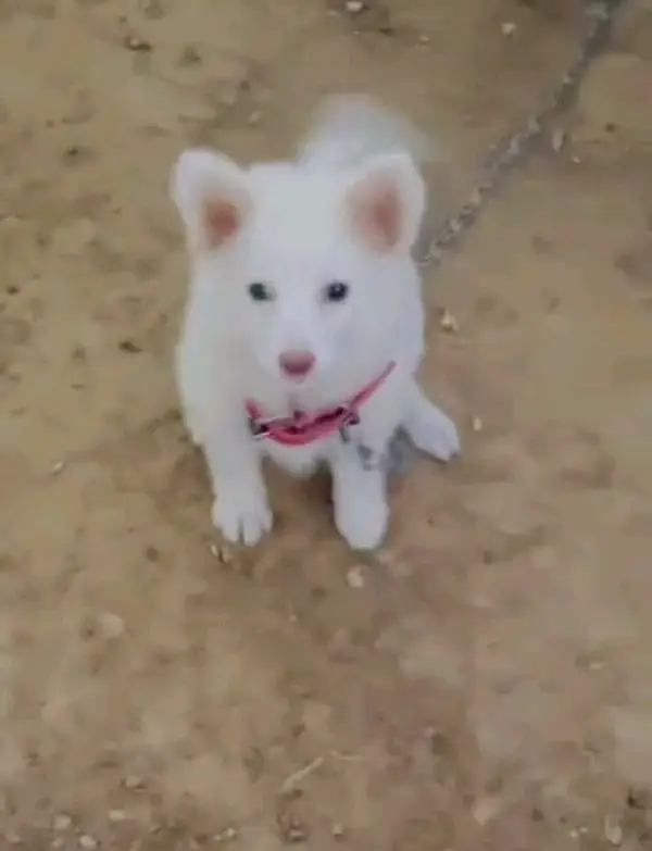 Russian Male aur female Russian puppies dog for sale — photo 3